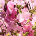 Zhangruying - Chinese Twelve Flower Gods 十二花神 - 1