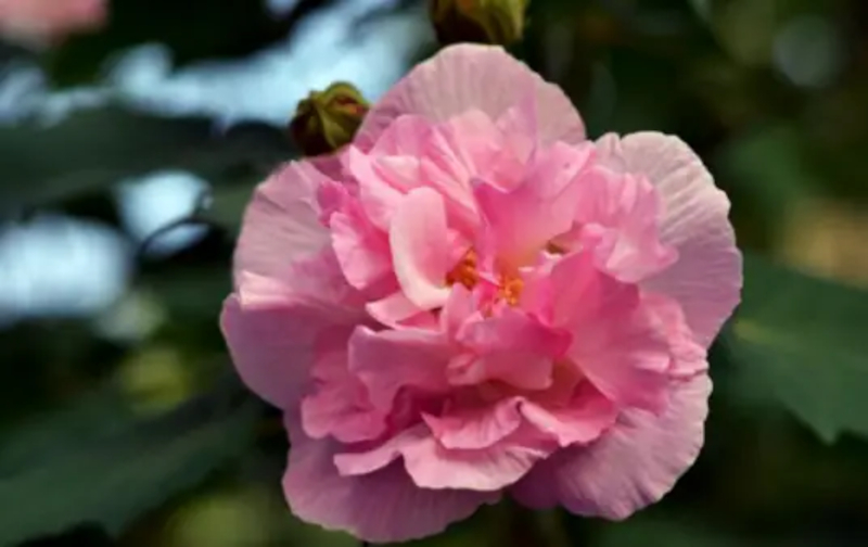 Chinese Twelve Flower Gods 十二花神 Zhangruying - Chinese Twelve Flower Gods 十二花神 - Furong