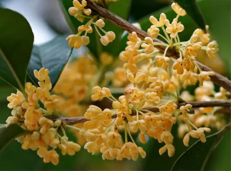 Chinese Twelve Flower Gods 十二花神 Zhangruying - Chinese Twelve Flower Gods 十二花神 - Guihua