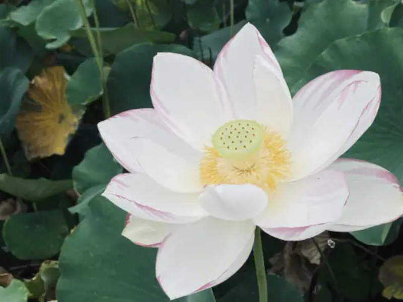 Chinese Twelve Flower Gods 十二花神 Zhangruying - Chinese Twelve Flower Gods 十二花神 - Hehua