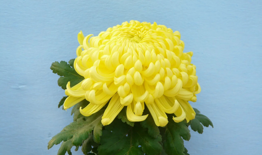 Chinese Twelve Flower Gods 十二花神 Zhangruying - Chinese Twelve Flower Gods 十二花神 - Juhua
