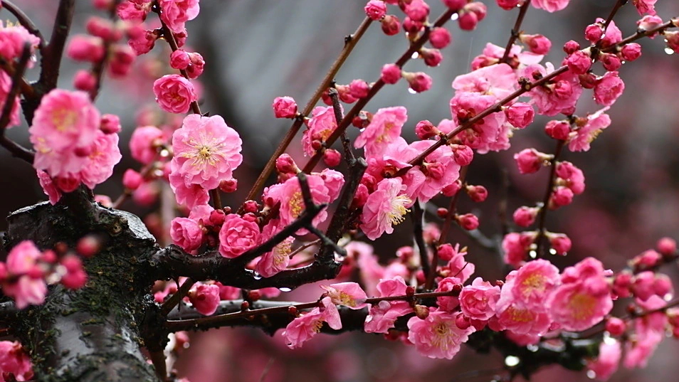 Chinese Twelve Flower Gods 十二花神 Zhangruying - Chinese Twelve Flower Gods 十二花神 - Meihua