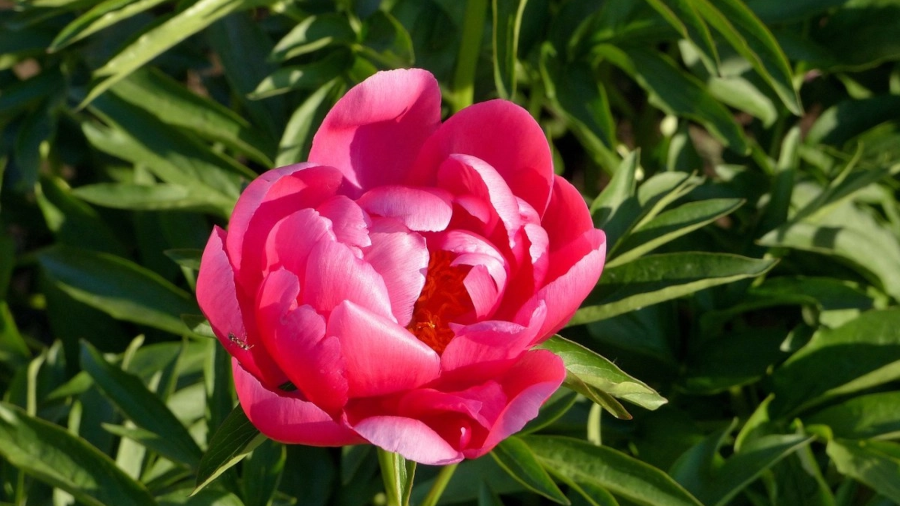 Chinese Twelve Flower Gods 十二花神 Zhangruying - Chinese Twelve Flower Gods 十二花神 - Shaoyao