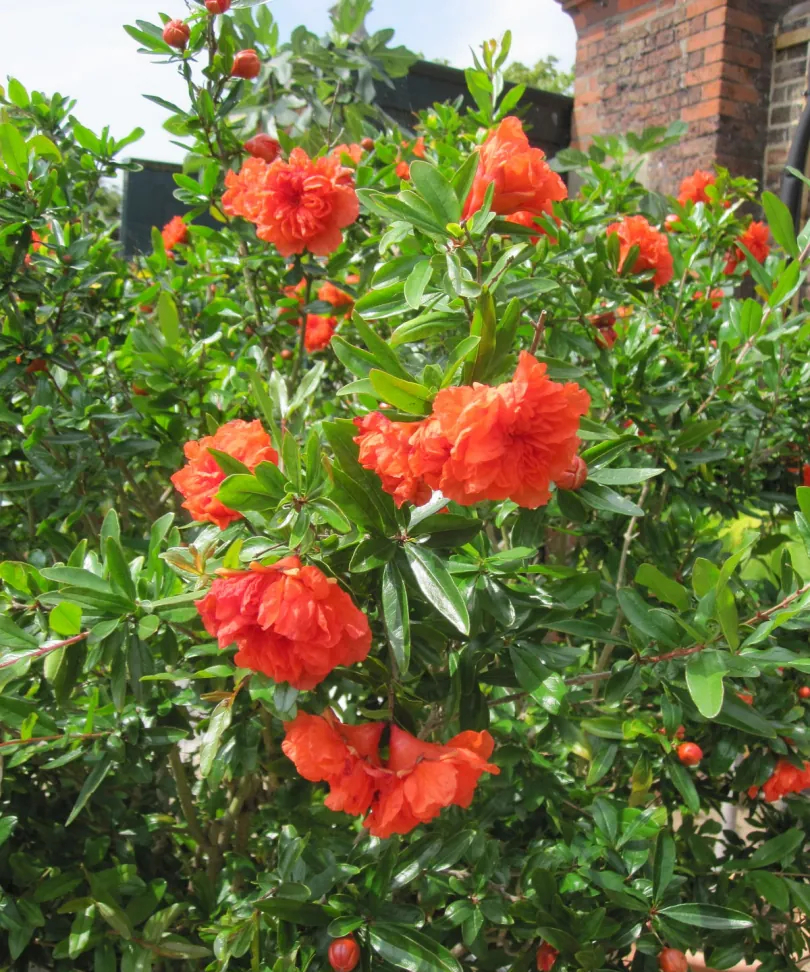 Chinese Twelve Flower Gods 十二花神 Zhangruying - Chinese Twelve Flower Gods 十二花神 - Shiliuhua