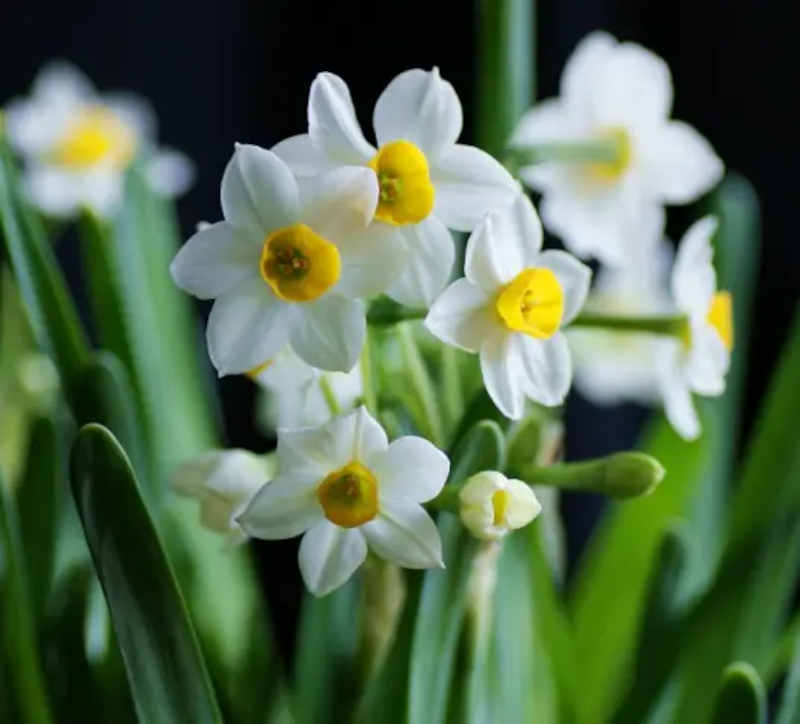 Chinese Twelve Flower Gods 十二花神 Zhangruying - Chinese Twelve Flower Gods 十二花神 - Shuixianhua