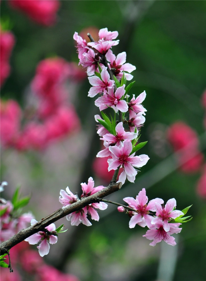Chinese Twelve Flower Gods 十二花神 Zhangruying - Chinese Twelve Flower Gods 十二花神 - Taohua