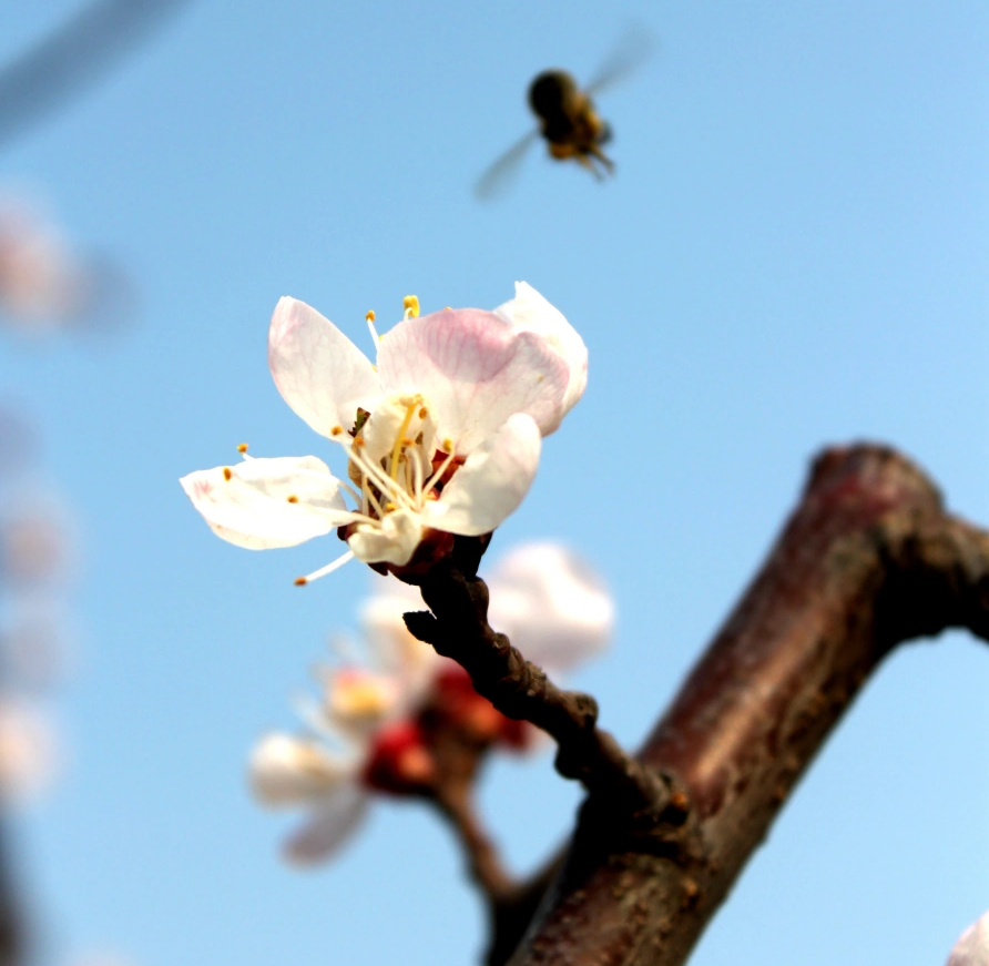 Chinese Twelve Flower Gods 十二花神 Zhangruying - Chinese Twelve Flower Gods 十二花神 - Xinghua